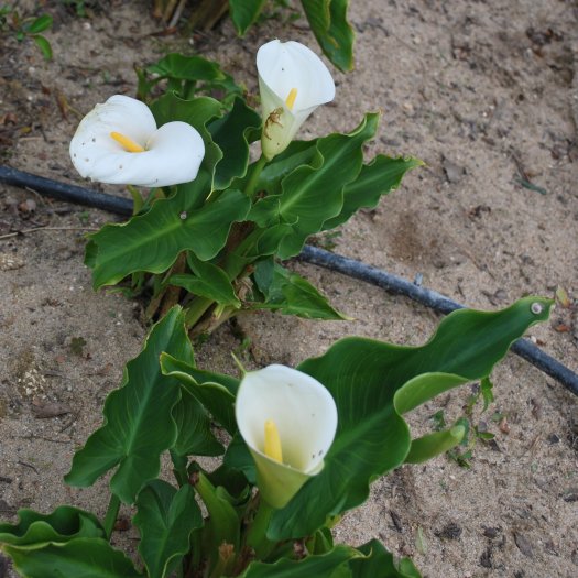 Zantedeschia aethiopica